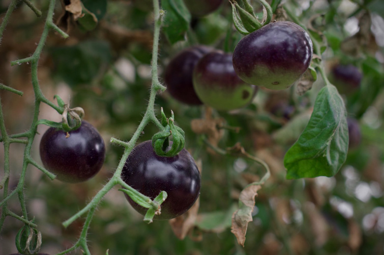 Tomatoes turn from green to purple to black.